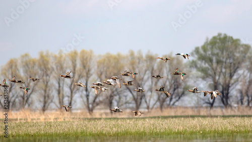 Flying ducks. Colorful nature background.