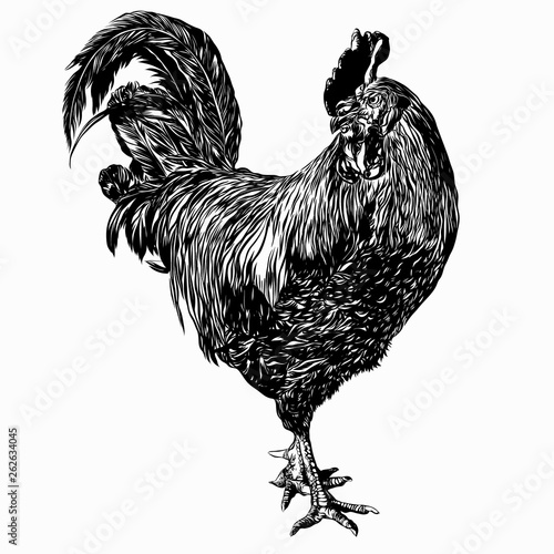 Hand drawn vector rooster illustration.