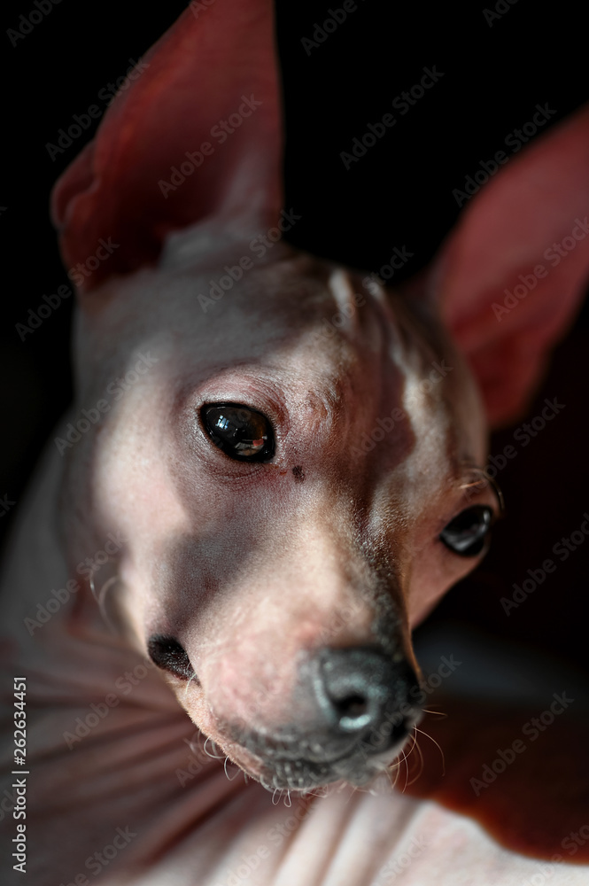 American Hairless Terrier dog portrait close-up in sunny light on black background