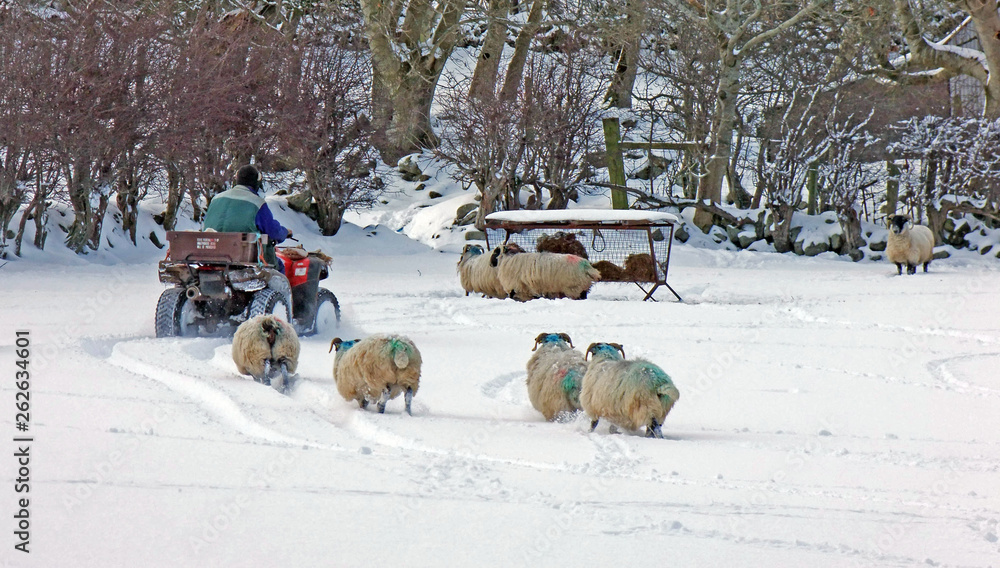 Sheep standing in snow in Ireland Sheep standing in snow in Ireland
