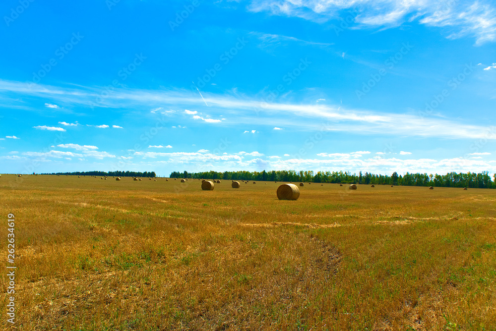 Field of harvested wheat with rolls of hay.