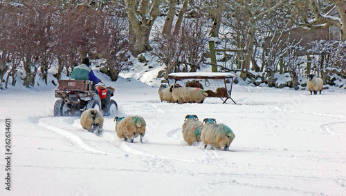 Sheep standing in snow in Ireland