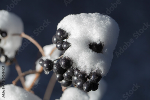 Fototapeta Naklejka Na Ścianę i Meble -  The privet  under the snow. Winter frostbite of shrubby plants. The poisonous black berry has ripened.