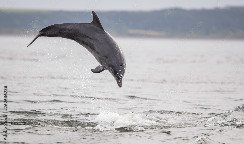 Fototapeta premium breaching wild dolphin