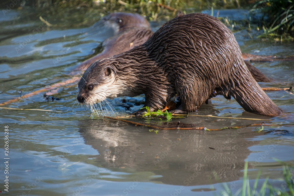 Close up of a single European otter (Lutra lutra) Close up of a single European otter (Lutra lutra)