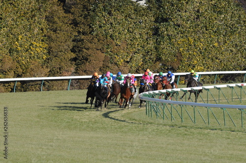 Racing Horses in Tokyo Racecourse
