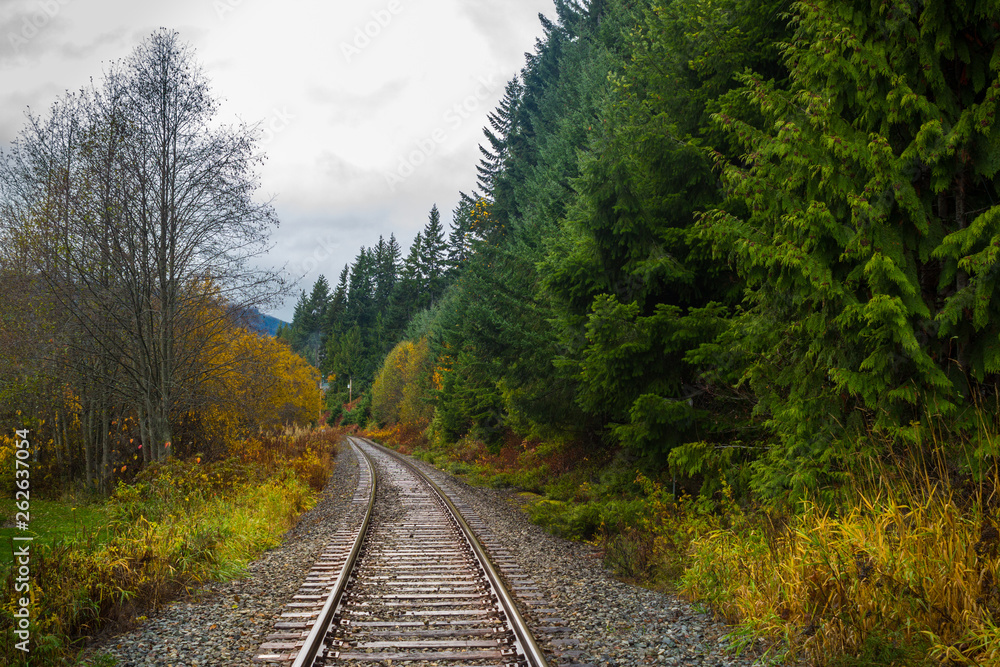 Fototapeta premium railway in the forest