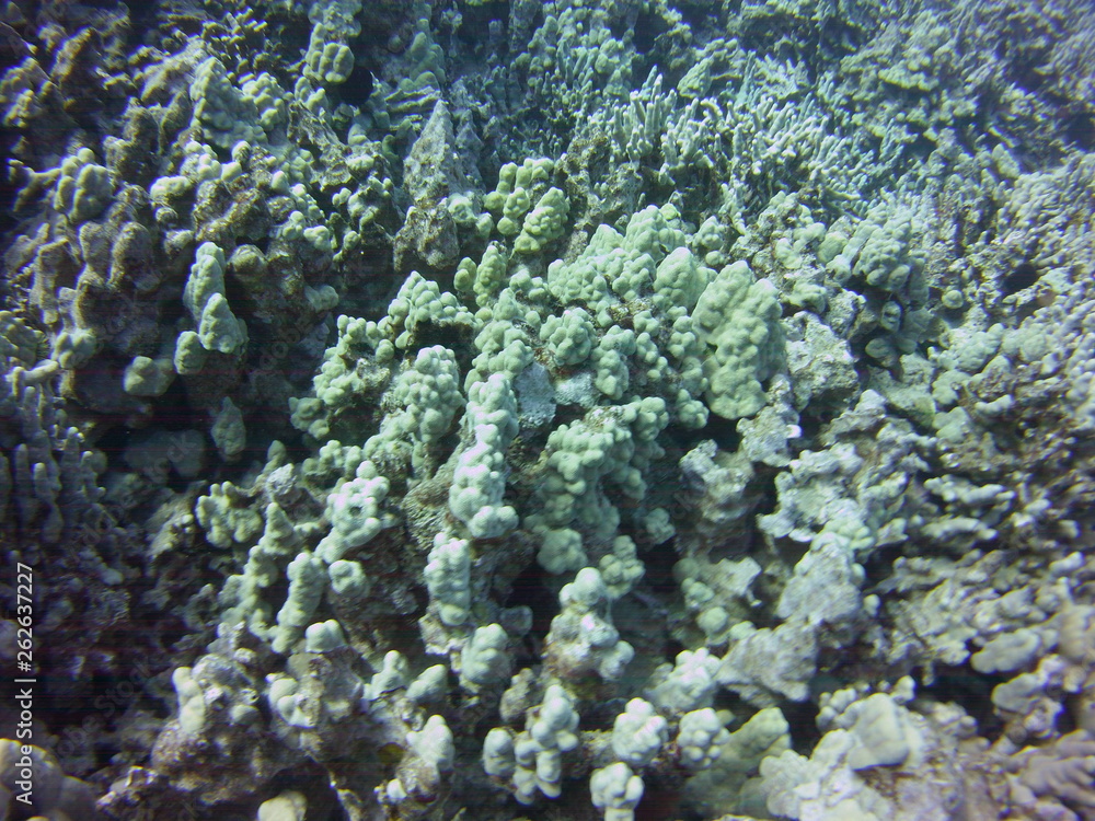 Naklejka premium Coral