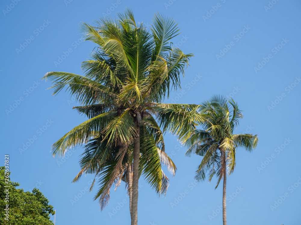 Silhouettes of trees against the blue sky and multi-colored clouds. Koh Phangan Thailand
