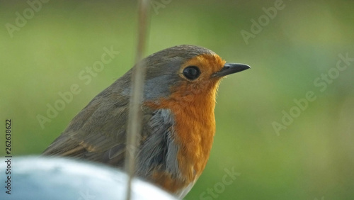 The European robin feeding from an Insect Suet on a bird table