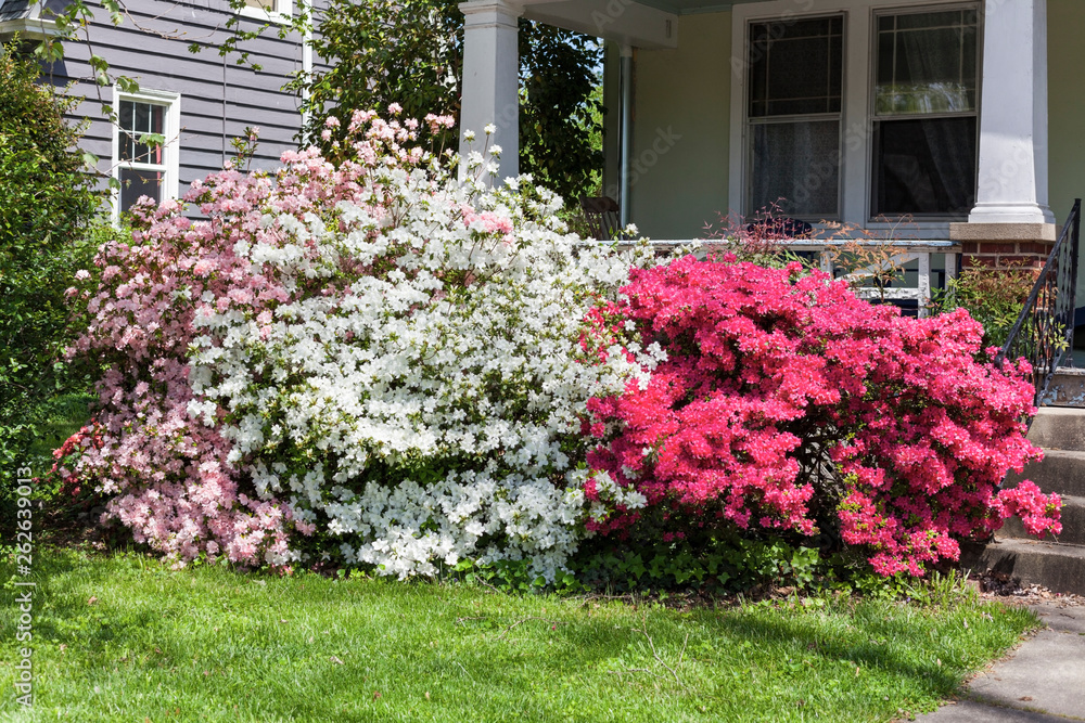 Pink, white and red azaleas blooming in front of residential home porch.