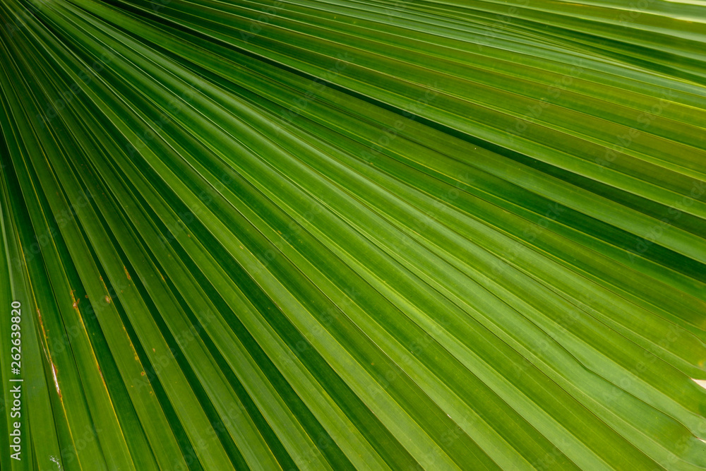 Beautiful Green leave texture background Beautiful Green leave texture background