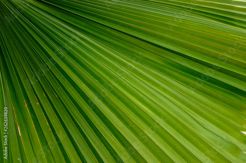 Beautiful Green leave texture background