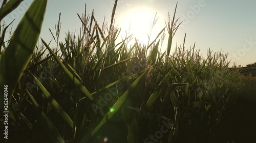 green corn field in summer. agricultural business. corn blooms under bright rays of sun. green corn field in summer. agricultural business. Corn flowers closeup. photo