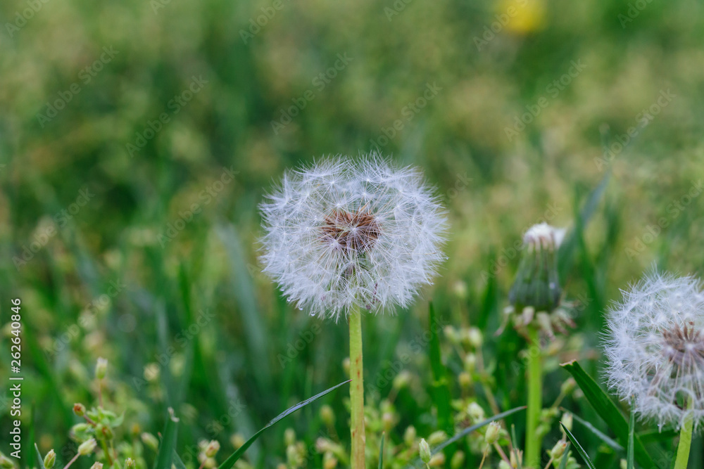 Fototapeta premium Dandelion Seed Head on blurry background macro close-up meadow white flowers in green grass.
