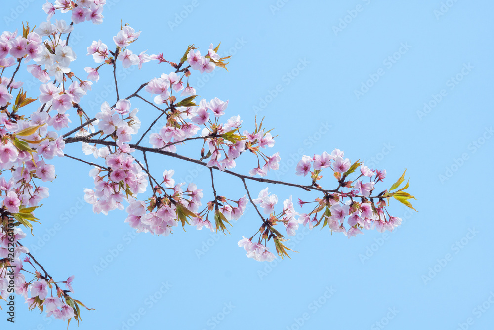 Cherry blossom in spring for background or copy space for text Cherry blossom in spring for background or copy space for text