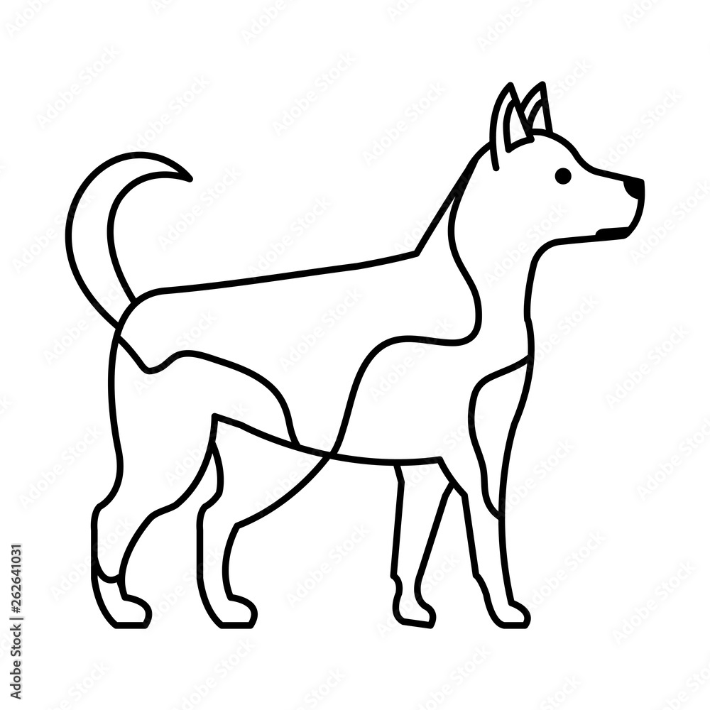 Obraz premium cute dog pet animal