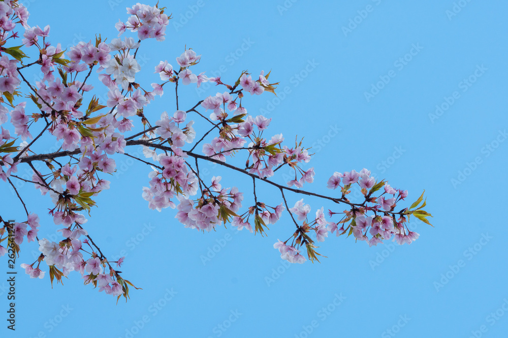 Cherry blossom in spring for background or copy space for text Cherry blossom in spring for background or copy space for text