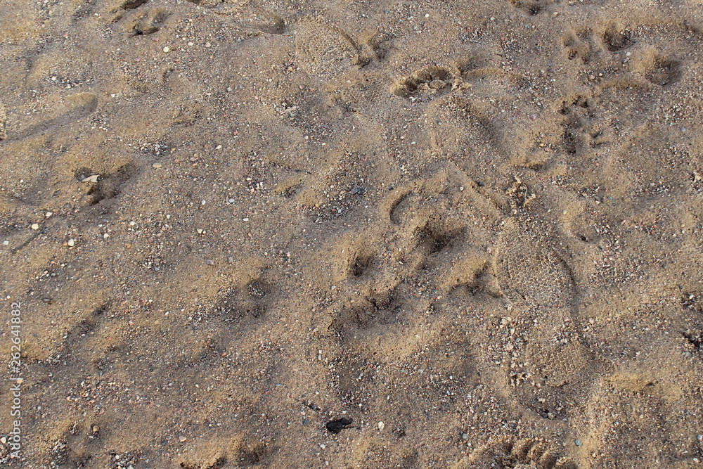 footprints in the sand footprints in the sand