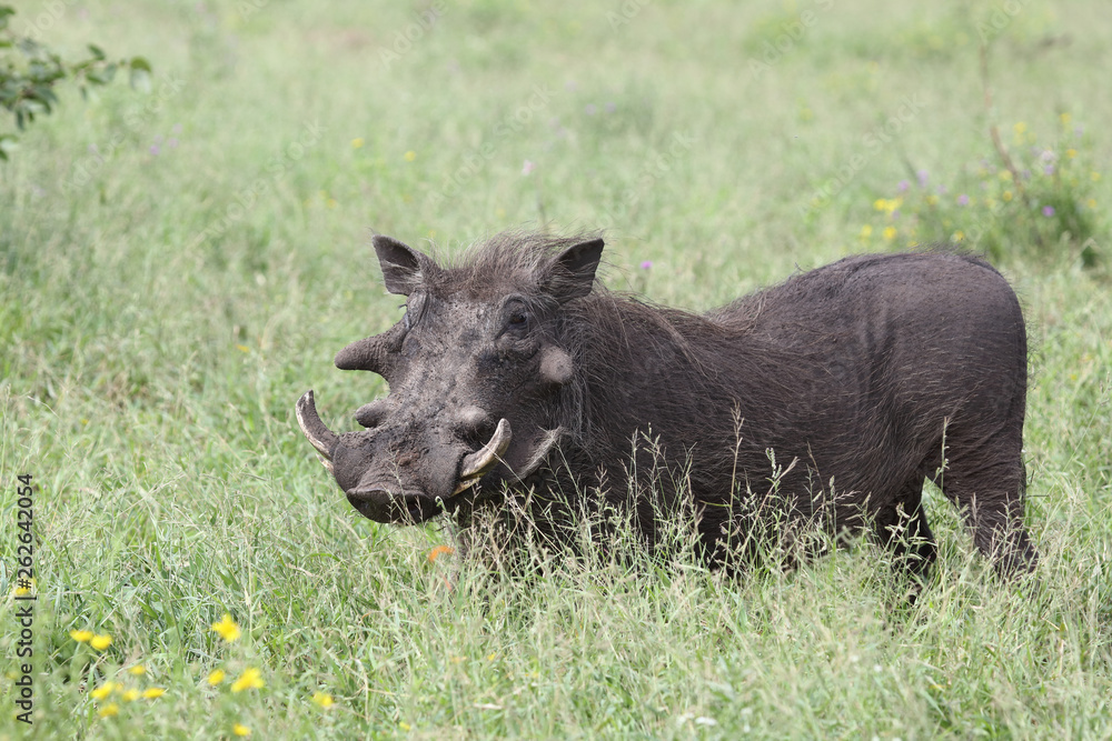 Warzenschwein / Warthog / Phacochoerus africanus Warzenschwein / Warthog / Phacochoerus africanus