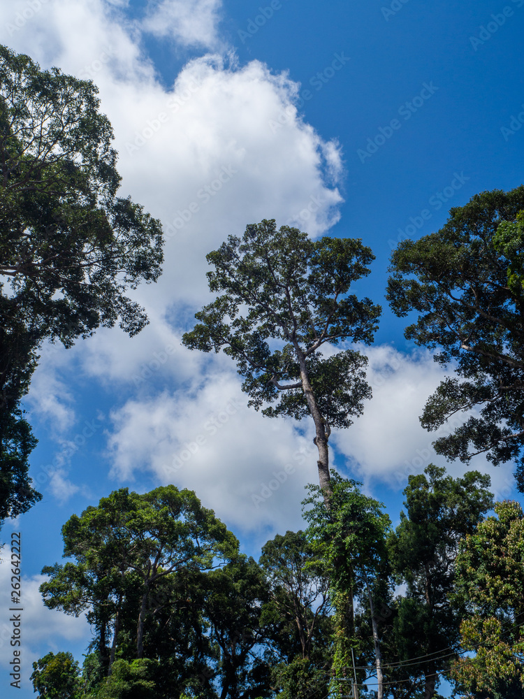 Silhouettes of trees against the blue sky and multi-colored clouds. Koh Phangan. Thailand. Silhouettes of trees against the blue sky and multi-colored clouds. Koh Phangan. Thailand.