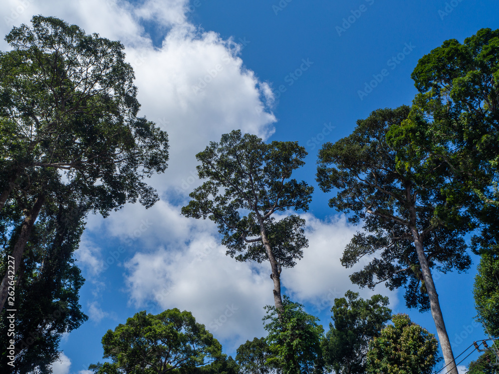 Against the blue sky and multi-colored clouds, crowns of tropical trees. Koh Phangan. Thailand Against the blue sky and multi-colored clouds, crowns of tropical trees. Koh Phangan. Thailand