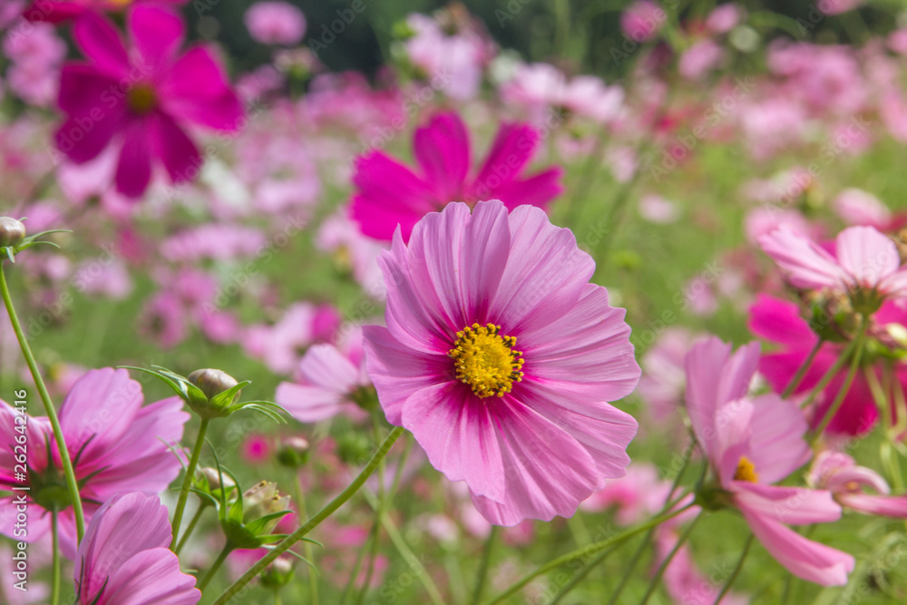 pink flowers in the garden