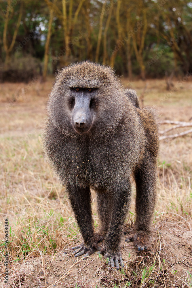 Male Olive Baboon in Lake Nakuru, Kenya Male Olive Baboon in Lake Nakuru, Kenya