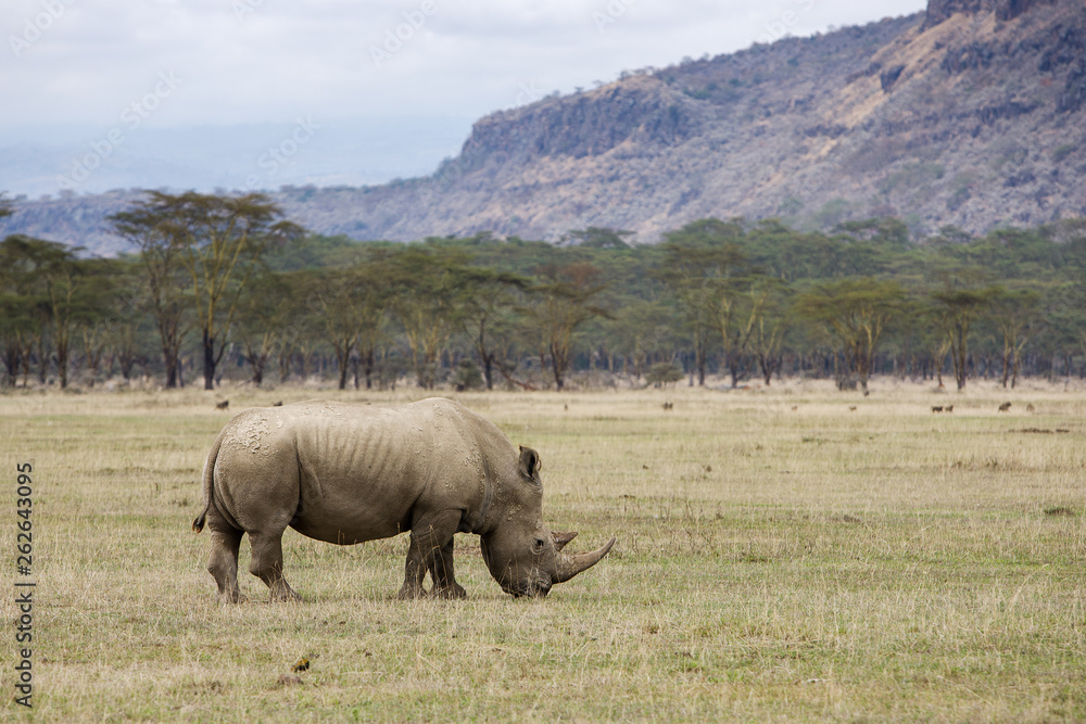 White Rhinoceros grazing at Lake Nakuru, Kenya White Rhinoceros grazing at Lake Nakuru, Kenya