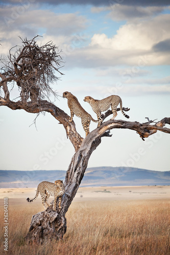 Male cheetahs standing on tree in Masai Mara, Kenya photo