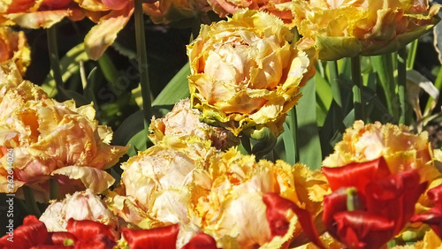 Tulips called Sensual Touch in Walled Gardens photo