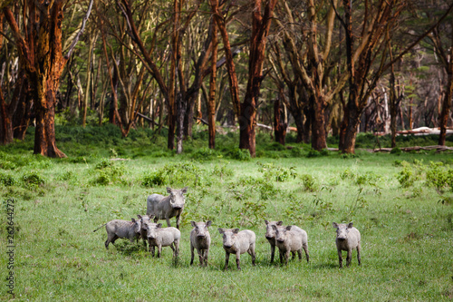 A family of Warthogs in Lake Nakuru, Kenya photo