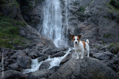 brave Jack Russell terrier standing on a stone at the waterfall. Little dog near the water in nature.