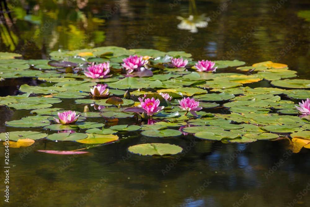 Water lily Water lily