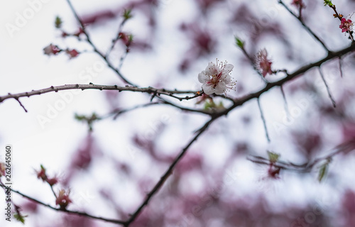Cherry blossom with the blue sky.