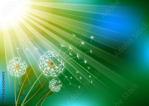 Dandelions with flying fluff on the blue sky and  sunlight background