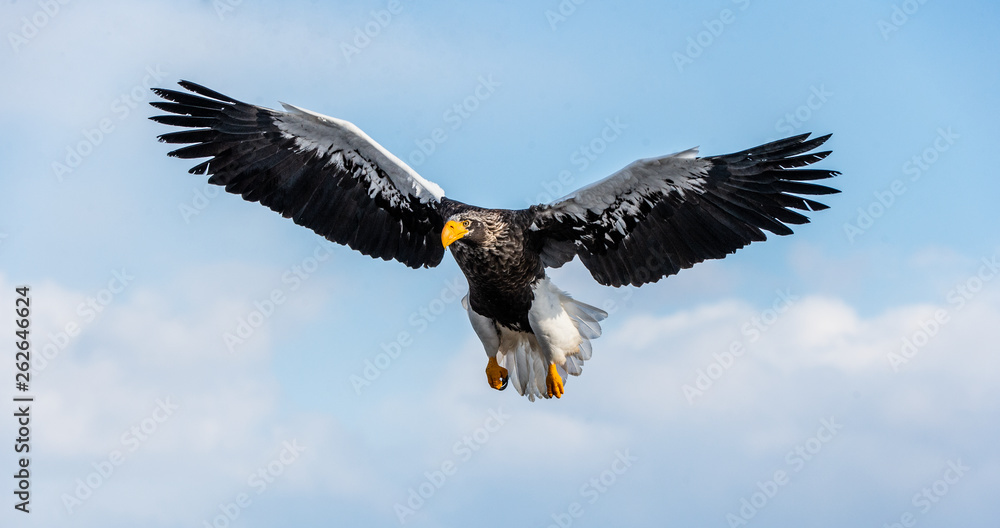 Naklejka premium Steller's sea eagle in flight. Blue sky background. Scientific name: Haliaeetus pelagicus. Natural Habitat. Winter Season.
