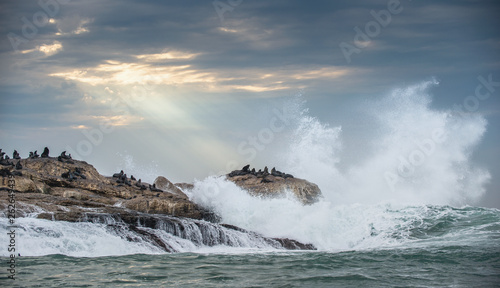 Seascape. The colony of seals on the island. The rays of the sun through the clouds in the dawn sky, the waves breaking on the rocks. False bay. South Africa.