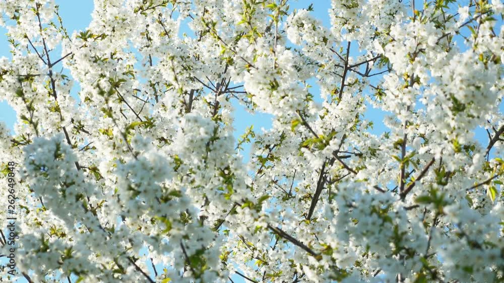 Blooming tree against the blue sky. beautiful flowers on a branch in the spring park Blooming tree against the blue sky. beautiful flowers on a branch in the spring park