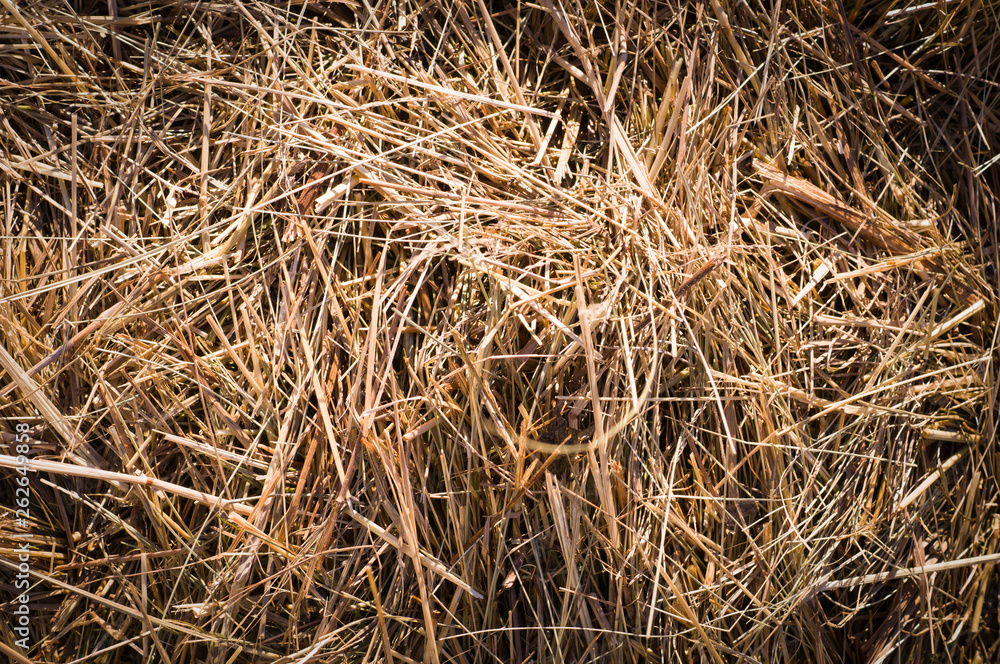 dry grass of hay and straw close-up texture with vignette. background, nature.