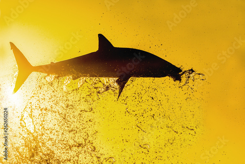 Silhouette of jumping Great White Shark. Red sky of sunrise.  Great White Shark  breaching in attack. Scientific name  Carcharodon carcharias. South Africa.