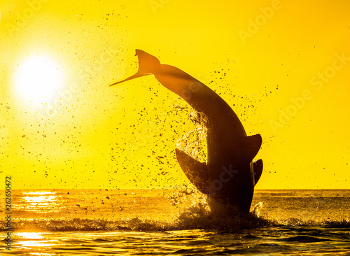 Photography Silhouette of jumping Great White Shark