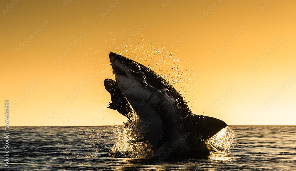 Fototapeta premium Silhouette of jumping Great White Shark. Red sky of sunrise. Great White Shark breaching in attack. Scientific name: Carcharodon carcharias. South Africa.