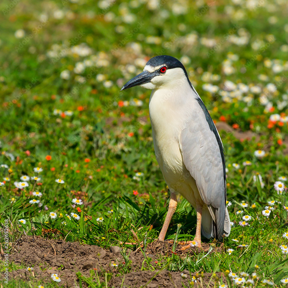 Naklejka premium Black crowned night heron