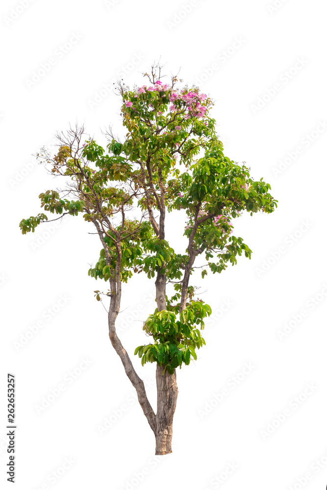 Isolated Tabebuia rosea tree with pink flower on white background
