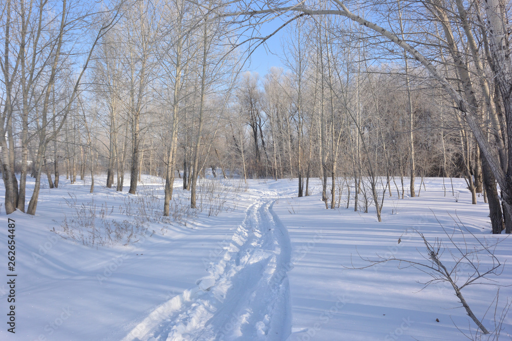 Winter Siberian forest, Omsk region Winter Siberian forest, Omsk region