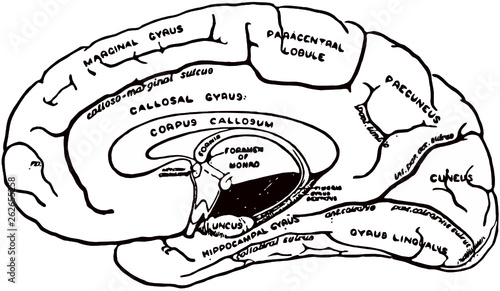 hand drawn vector illustration of human brain