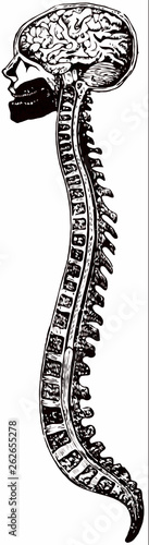 vector illustration of a the brain and spine