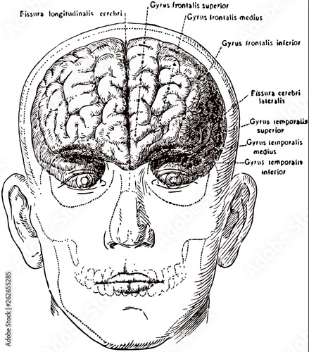 illustration of human skull