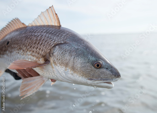 Obraz na płótnie Louisiana Redfish